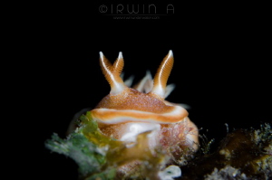 3
Nudibranch (Glossodoris rufomarginata)
Lombok (Gili),... by Irwin Ang 